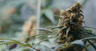 Premium Cannabis Flower: Exploring White Truffle THCA, Grape Pie Gelato THCA, Zoap THCA, Genius Glow THCA, and Candy Rain THCA